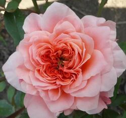 Роза шраб японская Микото 4л